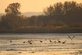Flock of birds on Hungarian lake at sunset time. Royalty Free Stock Photo