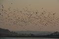 Flock of birds on Hungarian lake at sunset time. Royalty Free Stock Photo