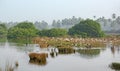 Flock of Birds Hunting in Marshland