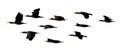 flock of birds isolated white background Royalty Free Stock Photo