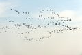 Flock of birds isolated on white background Royalty Free Stock Photo