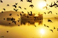 A flock of birds at Jai Mahal