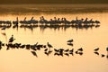 Flock of birds on lake