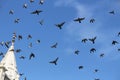 Flock of birds migrating in the blue sky