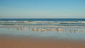 Flock of Birds on New Smyrna Beach