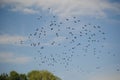 Flock of birds over the forest