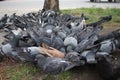 A flock of birds pigeons in the city the inhabitants collect food from the ground spread the infection