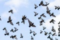 A flock of birds pigeons in flight with blue sky background Royalty Free Stock Photo