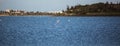 Flock of birds pink flamingo walking on the blue salt lake of Cyprus in the city of Larnaca Royalty Free Stock Photo