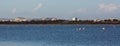 Flock of birds pink flamingo walking on the blue salt lake of Cyprus in the city of Larnaca Royalty Free Stock Photo