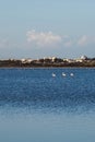 Flock of birds pink flamingo walking on the blue salt lake of Cyprus in the city of Larnaca Royalty Free Stock Photo