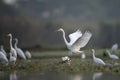 The Flock of great Egrets