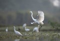 The great Egrets taking off Royalty Free Stock Photo