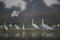 The great Egrets taking off Royalty Free Stock Photo
