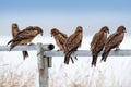 Flock of birds of prey. Black kite, Milvus migrans, sitting on metallic tube fence with snow winter. First snow with bird. Grassy Royalty Free Stock Photo