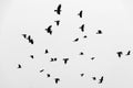 Flock of birds ravens flying in sky. Black and white photo. Royalty Free Stock Photo