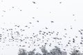 Flock of birds ravens flying in the sky