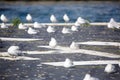 Flock of birds resting near to Toronto lake. Royalty Free Stock Photo