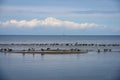 flock of birds resting near water on the beach Royalty Free Stock Photo