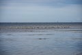 flock of birds resting near water on the beach Royalty Free Stock Photo