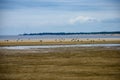flock of birds resting near water on the beach Royalty Free Stock Photo