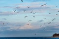 flock of birds resting near water Royalty Free Stock Photo