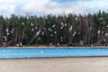 flock of birds resting near water Royalty Free Stock Photo