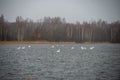 flock of birds resting near water Royalty Free Stock Photo