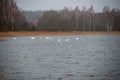 flock of birds resting near water Royalty Free Stock Photo