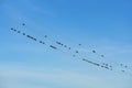 Birds Perched On Wires Like Musical Notes