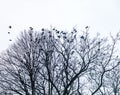 Flock of Birds roosting in bare winter leafless trees under a light sky