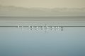 Flock of birds at the Salton Sea Royalty Free Stock Photo