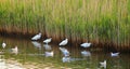 Flock of birds in Seaton Wetlands