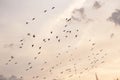 Flock of Birds silhouette in the sky at pink sunset. Royalty Free Stock Photo
