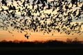 Flock of birds silhouette at sunset. Royalty Free Stock Photo