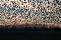 Flock of birds silhouette at sunset. Royalty Free Stock Photo