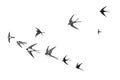 Flock of birds silhouette swallow Royalty Free Stock Photo
