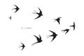 Flock of birds silhouette swallow