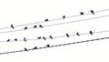 A flock of birds sits on electrical wires Royalty Free Stock Photo