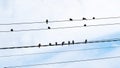 A flock of birds sits on electrical wires Royalty Free Stock Photo