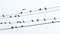A flock of birds sits on electrical wires Royalty Free Stock Photo