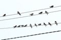 A flock of birds sits on electrical wires Royalty Free Stock Photo
