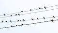 A flock of birds sits on electrical wires Royalty Free Stock Photo