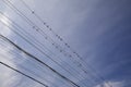 A flock of birds sits on electrical wires Royalty Free Stock Photo