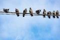 A flock of birds sits on the wires