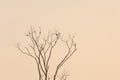 Flock of birds on the branched of a bare tree Royalty Free Stock Photo