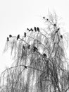 A flock of birds sitting on the branches of a tree. Royalty Free Stock Photo