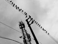 A flock of birds sitting on electric wire, Pegions are flying, cloudy sky, cell phone tower Royalty Free Stock Photo