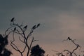 A flock of birds is sitting on a leafless tree at dusk Royalty Free Stock Photo