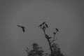 A flock of birds is sitting on a leafless tree Royalty Free Stock Photo